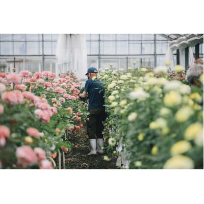 ホシファーム　届いた姿でそのまま飾れるスタンディング薔薇ブーケ　カラフル8本【配送不可地域：離島・北海道・沖縄県】