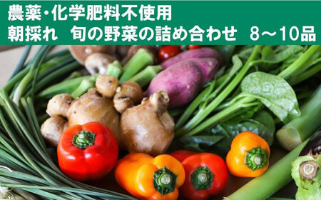 土佐の太陽をいっぱいに浴びた旬の野菜セット「小」【土佐野菜】 [ATBA001]