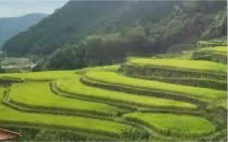 菊鹿の米 ヒノヒカリ 5kg【有限会社 あそしな米穀】[ZBI016]