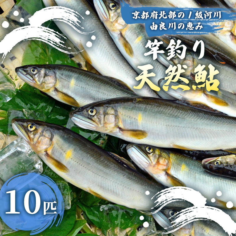 【2026年夏発送】天然鮎 竿釣り 10匹 （17～23cm） 【 冷蔵 由良川の竿釣り 由良川漁協 あゆ 鮎 新鮮 魚 さかな 直送 舞鶴 京都 魚介 川魚 塩焼き 生あゆ 】