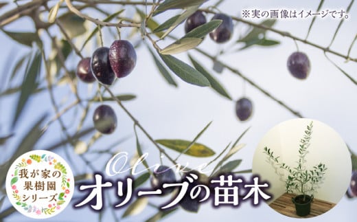 チーム田主丸『我が家の果樹園』シリーズ 【オリーブ】_オリーブ 苗木 高さ 約 70cm 鉢径 7号 チーム田主丸 我が家の果樹園 シリーズ 果樹園 初心者 育てやすい おしゃれ 人気 常緑樹 庭木 果樹 植樹 鉢植え 庭植え ガーデニング 国産 お取り寄せ 福岡県 久留米市 送料無料_Hf018