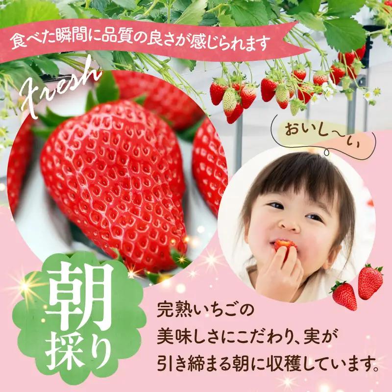 【定期便】お日さまの雫 完熟朝採りプレミアムいちご1トレー　３か月定期便 AM-00019T