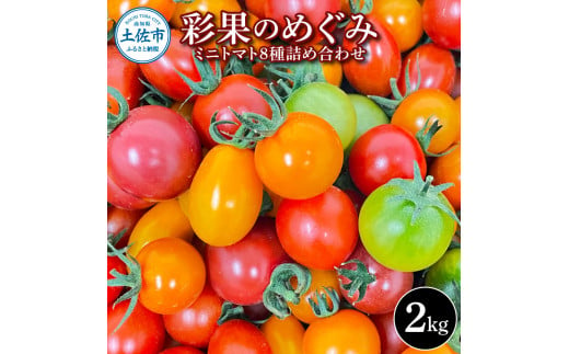 彩果のめぐみ 2kg ミニトマト とまと 詰め合わせ 新鮮野菜 トマト 美味しい 野菜 厳選 新鮮 夏野菜 サラダ ギフト 贈り物 数量限定 期間限定 フラガール ラブリーさくら 高知県 土佐市