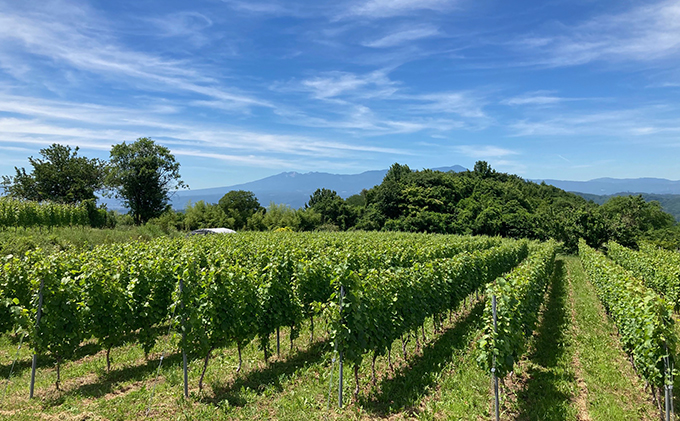 Mille・Beaute (ミリ・ボーテ）無添加 無濾過 赤ワイン 2本セット お酒 晩酌 家飲み 宅飲み 飲み比べ ワイン飲み比べ 自生酵母 6か月間熟成 香り豊か 深い味わい 香り 果実味