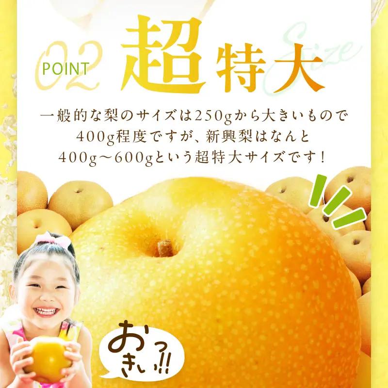【2026年先行予約】京丹後産 和梨 新興 5kg（秀品）《9月下旬以降発送》