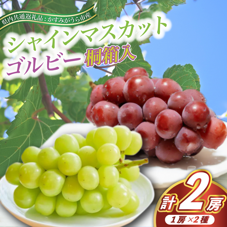 シャインマスカット と ゴルビー 桐箱入り 2房 ＜2026年9月より順次発送＞ (県内共通返礼品:かすみがうら市産) 先行予約 ぶどう ブドウ 葡萄 フルーツ 茨城 新鮮 (BR078)
