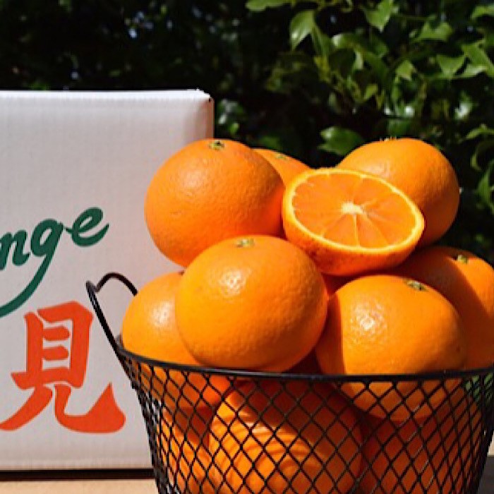 和歌山県産 有田の清見 約5kg 秀品 ※2026年3月上旬～4月下旬頃に順次発送予定 ※北海道・沖縄・離島への配送不可