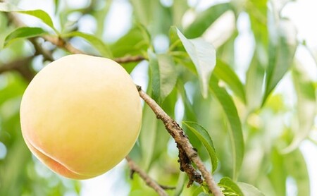 桃 2024年 先行予約 清水白桃 5玉 合計約1.3kg もも モモ 岡山県産 国産 フルーツ 果物 ギフト