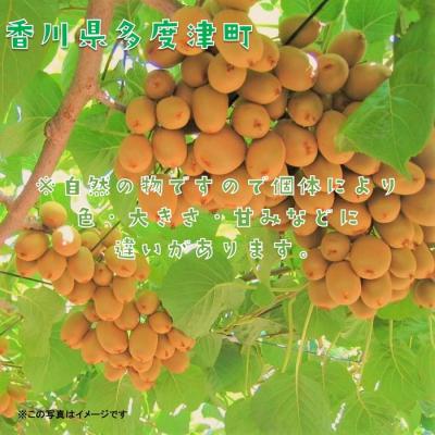 ふるさと納税 多度津町 香川県オリジナルキウイフルーツ「さぬきキウイっこ(R)」1.3kg【A-46】 |  | 02