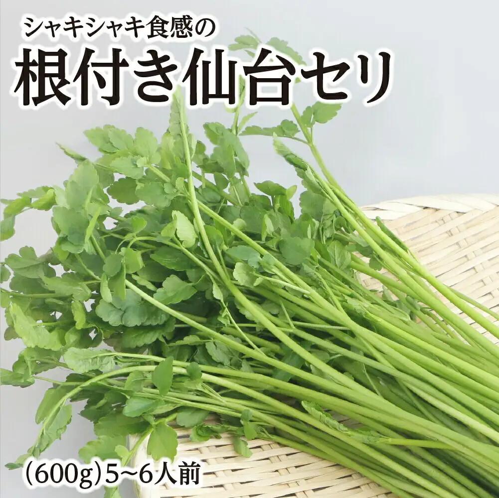 シャキシャキ食感の根付き仙台セリ 5～6人前 期間限定