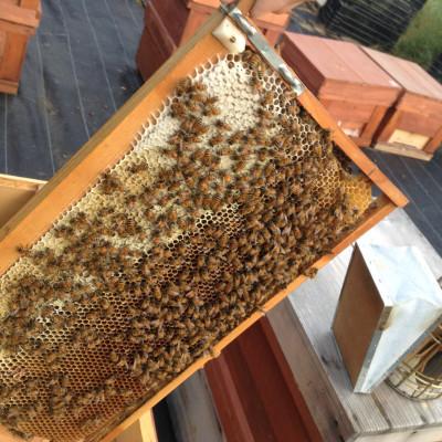 ふるさと納税 稲沢市 もちの木はちみつ　500g　2本セット |  | 01