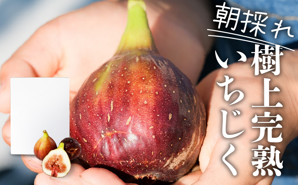 
            《先行予約》訳あり 完熟 いちじく サイズおまかせ 9～16玉玉 わけあり 無花果 イチジク 高級品 くだもの 果物 フルーツ [mt493] 15000円
          