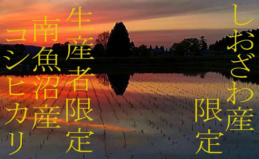 【令和7年産】【精米6kg】しおざわ産限定 生産者限定 南魚沼産コシヒカリ【2025年10月上旬より順次発送予定】