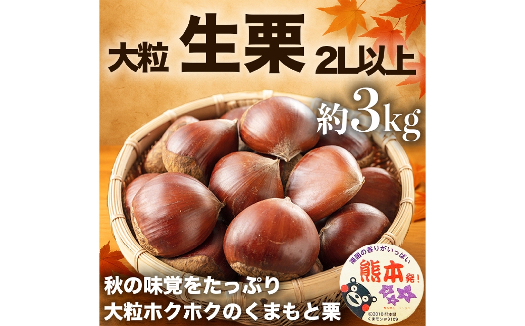 
                  生栗 クリ 大粒 2L以上 約3kg くり 栗 栗ご飯 秋 旬 果物 くだもの 果実 国産 熊本県産 【 2026年9月上旬から10月上旬発送予定 】
                