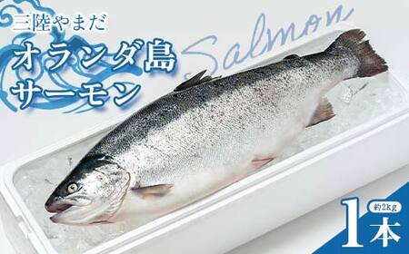 ≪発送期間4月～7月≫三陸やまだオランダ島サーモン×1本（約2kg）【三陸山田漁協】【月曜日発送】【沖縄・離島配送不可】三陸山田 山田町 山田湾 山田産 トラウトサーモン 鮭 養殖 刺身 カルパッチョ 生食 YD-810