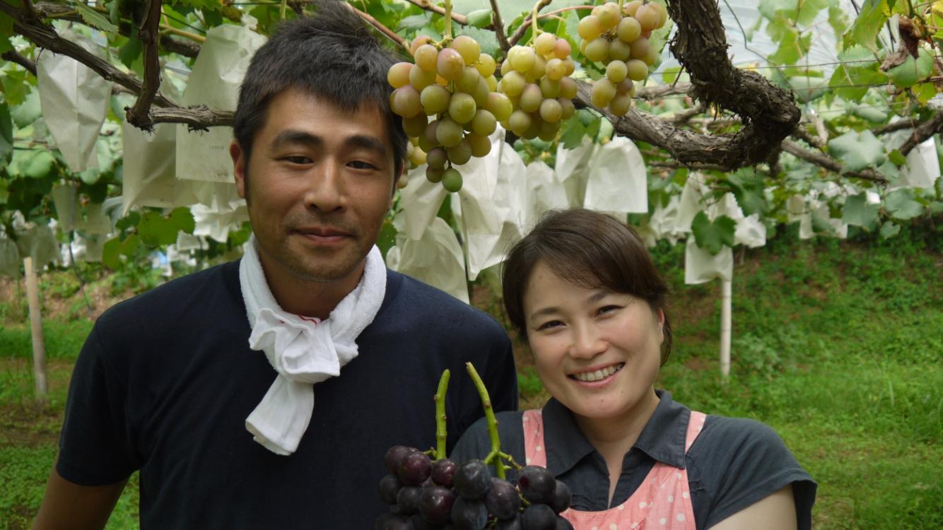 紅瑞宝 べにずいほう 約1kg 2〜3房 河野ぶどう園【2026年8月中旬〜9月中旬頃順次発送予定】