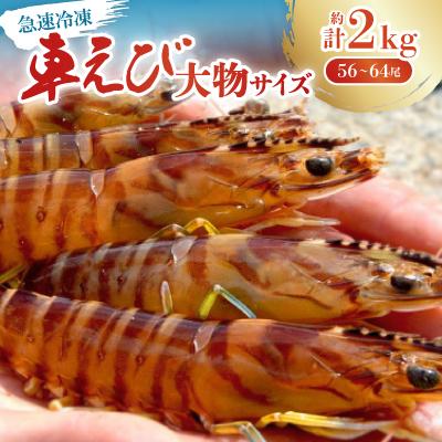 ふるさと納税 宜野座村 【養殖場から直送】急速冷凍車えび 大物サイズ 約2kg(56〜64尾/500g×4P)
