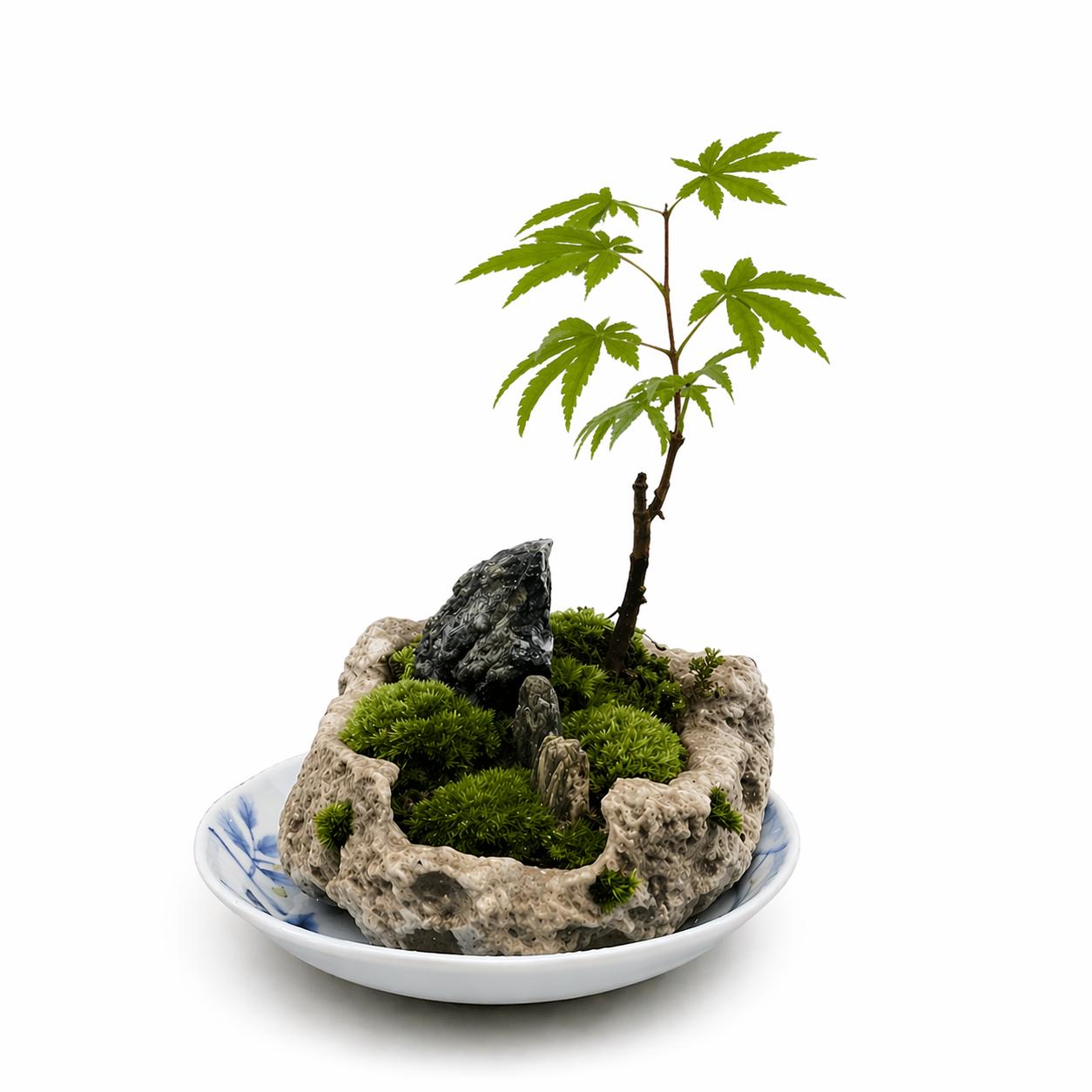 癒しの苔盆景軽石