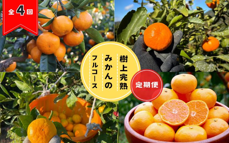 
                  【全4回定期便】樹上完熟みかんフルコース【10月20日まで】 / 宮川早生みかん・ゆら早生・きゅうき・上野早生※2024年10月より発送（期間限定・10/20まで受付） / 和歌山県 ミカン フルーツ 果物 柑橘 田辺市 みかん くだもの【nak042-tk】
                