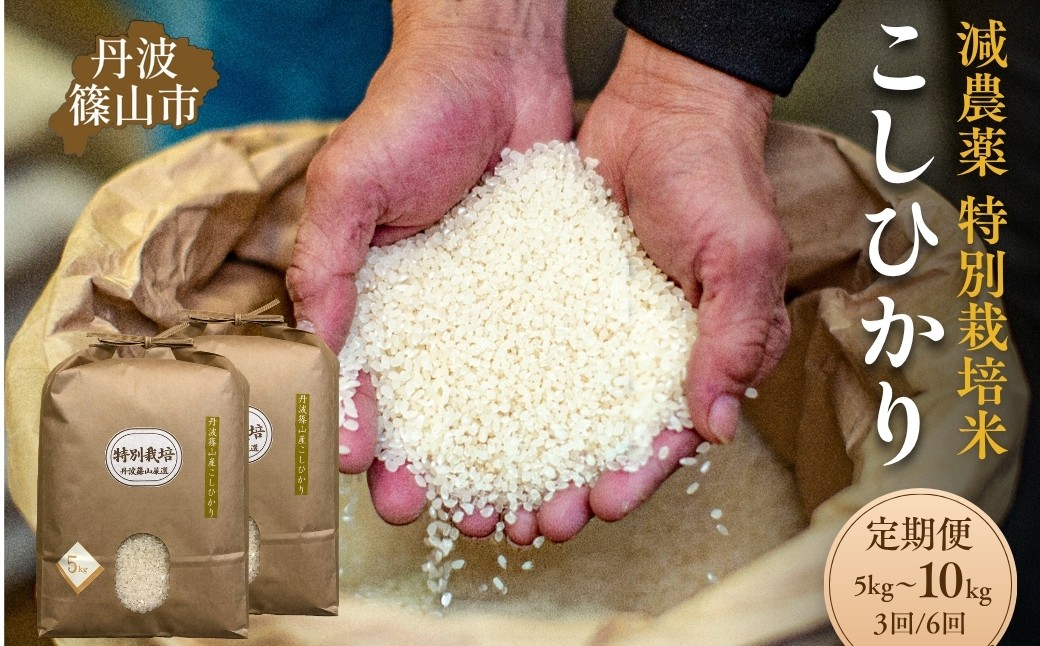
                  【定期便3回 6回】令和7年産 丹波篠山市 コシヒカリ 特別栽培米 5kg 10kg × 3回 6回 低温貯蔵 香り豊か 旨み抜群 お米 こめ コメ 兵庫県
                