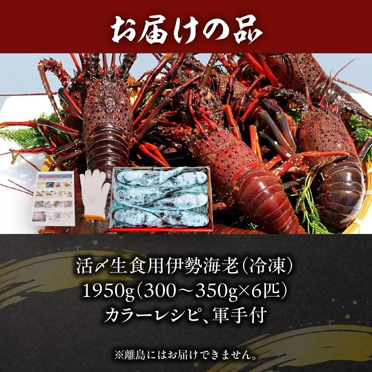 活〆生食用伊勢海老（冷凍）1950g（300～350g）×6匹  ONJB041