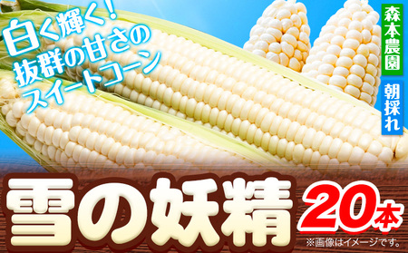 [1.4-78]【2025年先行予約】森本農園 とうもろこし「雪の妖精」20本セット