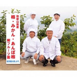 干し柿作成セット たねなし柿 [L~2Lサイズ20個] 柳フルーツ園【1713409】