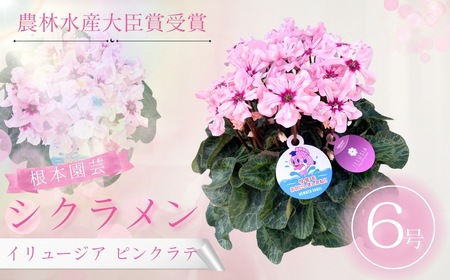 【先行予約】シクラメン イリュージア ピンクラテ 6号鉢 花ギフト 根本園芸 | 福島県 南相馬市 農林水産大臣賞