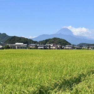 【令和7年産米】 新米 するがの極 5kg 特A 新米