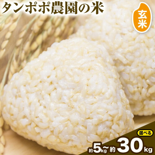 【先行予約】【ふるさと納税】タンポポ農園の米 玄米 選べる 5kg 10kg 15kg 20kg 30kg タンポポ農園《10月上旬-11月末頃出荷(土日祝除く)》送料無料 岡山県 浅口市 米 こめ ご飯 コメ