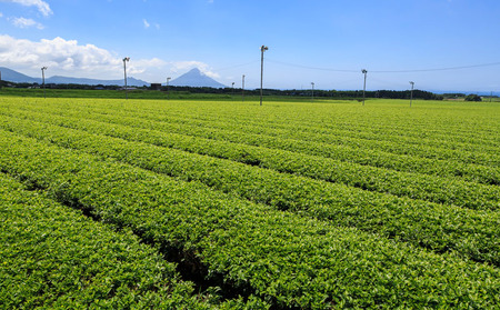 C3-22118／【５回定期】温泉水抽出のおいしいお茶24本
