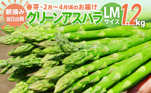 先行予約 アスパラ LMサイズ 1.2kg 朝採り 直送 春芽 グリーンアスパラガス 朝採れ 数量限定 【2025年2月から4月お届け】 BT03