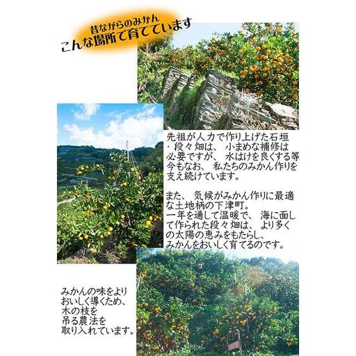 蔵出しみかん5kg　S・SSサイズお任せ  和歌山県より農園直送 【北海道・沖縄県・一部離島 配送不可】