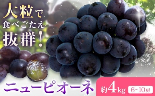 【2026年先行予約】ニューピオーネ 約4kg(6-10房) Kazu Farm《2026年8月下旬-9月下旬頃出荷》 岡山県 浅口市 岡山県産 ぶどう ピオーネ フルーツ 果物 くだもの 送料無料