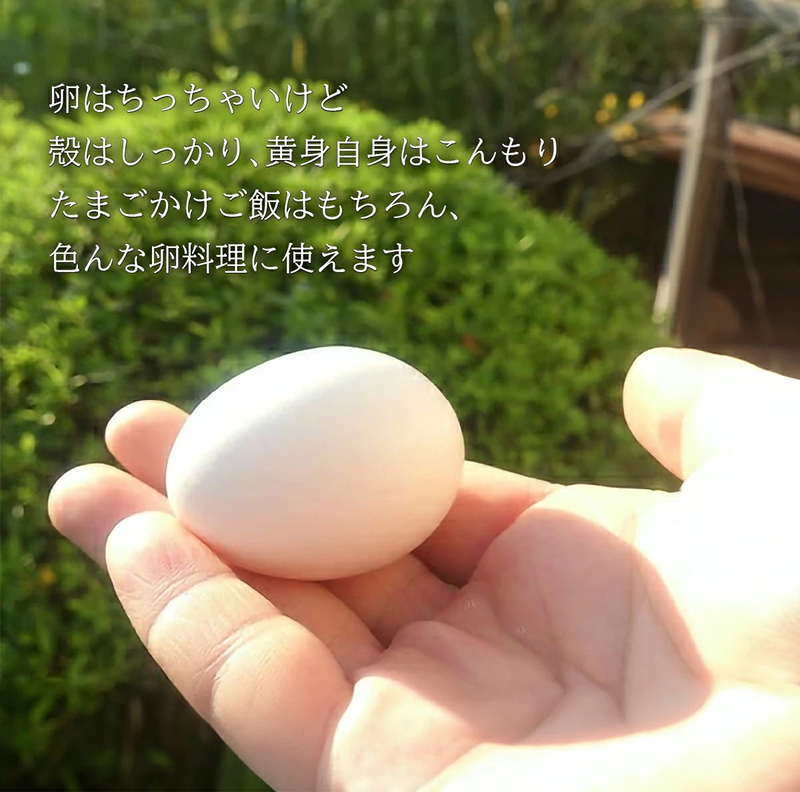 けいちゃんたまご　白　Sサイズ　40個 C00107