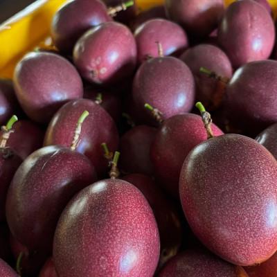 ふるさと納税 今帰仁村 【2026年6月上旬から順次発送】初夏に味わう ファーム寿のパッションフルーツ2kg(20玉前後) |  | 02