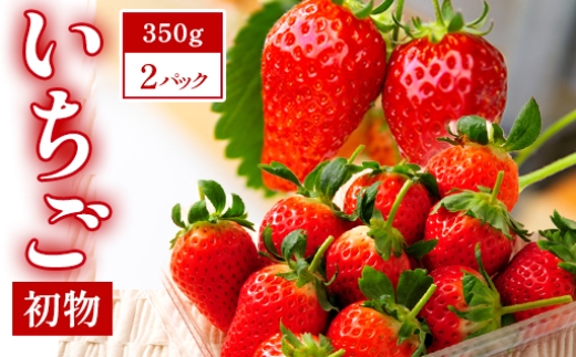 A-497 初物いちご（350g×2パック）