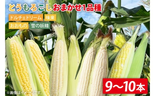 
                  【数量限定】とうもろこし おまかせ1品種（9～10本）朝採れ とうもろこし トウモロコシ コーン 期間限定 ドルチェドリーム おおもの 味来 雪の要請 生産者直送 おまかせ 採れたて 甘い 茨城県 水戸市（IW-1）
                