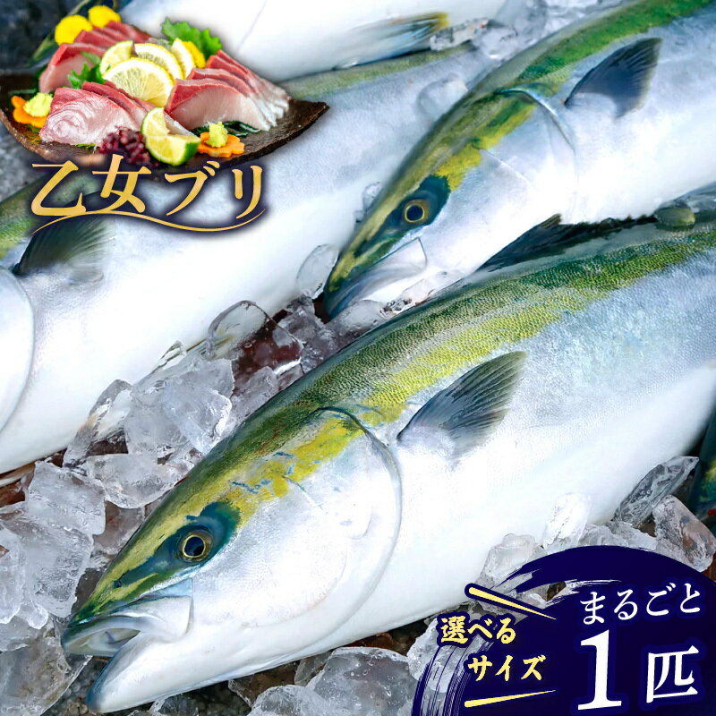 【ふるさと納税】 ぶり 1本 3〜4kg 4～5kg 丸ごと 一本 ブランド 乙女ブリ 冷蔵 ブリ しゃぶ 高知県 須崎市 須崎市 鰤