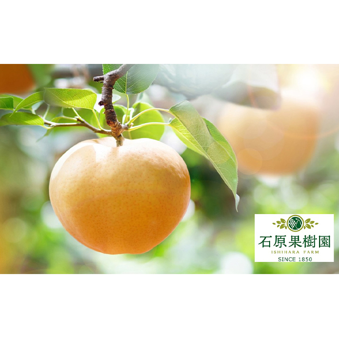 梨 2025年 先行予約 あたご梨 4～9玉 合計約4.5kg 贈答箱【11月下旬～12月中旬頃発送】 ナシ なし 岡山県産 国産 フルーツ 果物 ギフト 石原果樹園