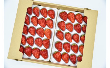 【紅ほっぺ】2Lサイズ（40粒） No.258