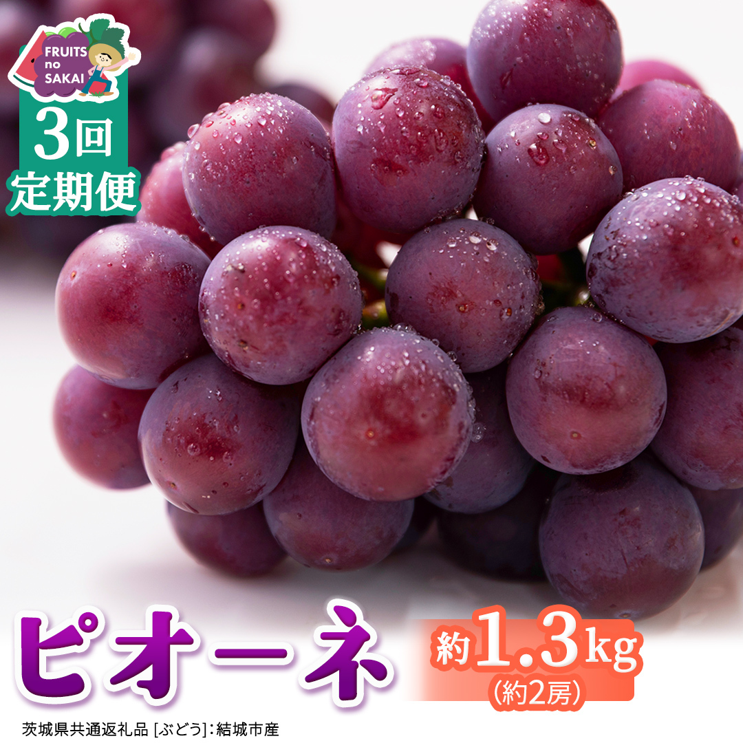 【定期便】3か月連続でお届け！ピオーネ 約1.3kg （約2房）【2026年8月より発送開始】（茨城県共通返礼品 [ぶどう]：結城市産） ぶどう ブドウ 葡萄 ピオーネ高級 国産 黒ぶどう 旬 お取り