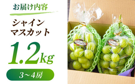 【2026年発送先行予約】シャインマスカット 1.2kg(3?4房)【合同会社 社方園】ぶどう 国産シャインマスカット 熊本県産 葡萄 [ZBZ012]