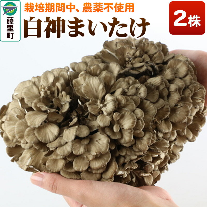 【ふるさと納税】白神まいたけ 2株入
