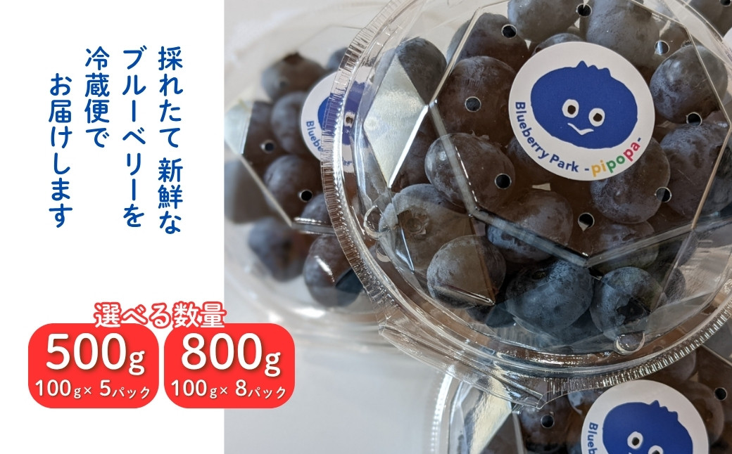 採れたて ブルーベリー 500g (100g×5パック) / 800g (100g×8パック【121237-002】
