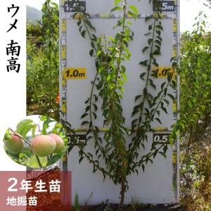 ＜すだ農園＞2年生 苗木◇ウメ(実梅) 南高[地掘苗 2024年] ※2025年11月中旬～2026年4月下旬頃に順次発送予定 ※北海道、沖縄、離島への配送不可