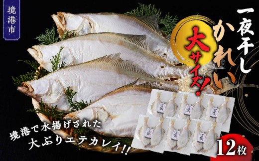 一夜干しかれい 大サイズ！(12枚)【鳥取県 境港市】