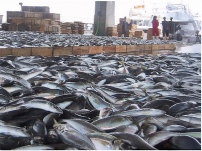 山口魚急便 K-5 干物 アジ 蓮子鯛 カレイ 剣先イカ 釜揚げ 山口県 長門市 海匠國近 干物 一夜干し 手作り 5種類 先行受付 お中元 お歳暮 ギフト 贈り物 7月発送 (10144)