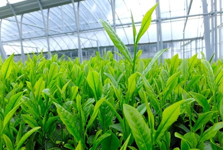 057-6【先行予約】2025年度産　新茶100ｇ×10本