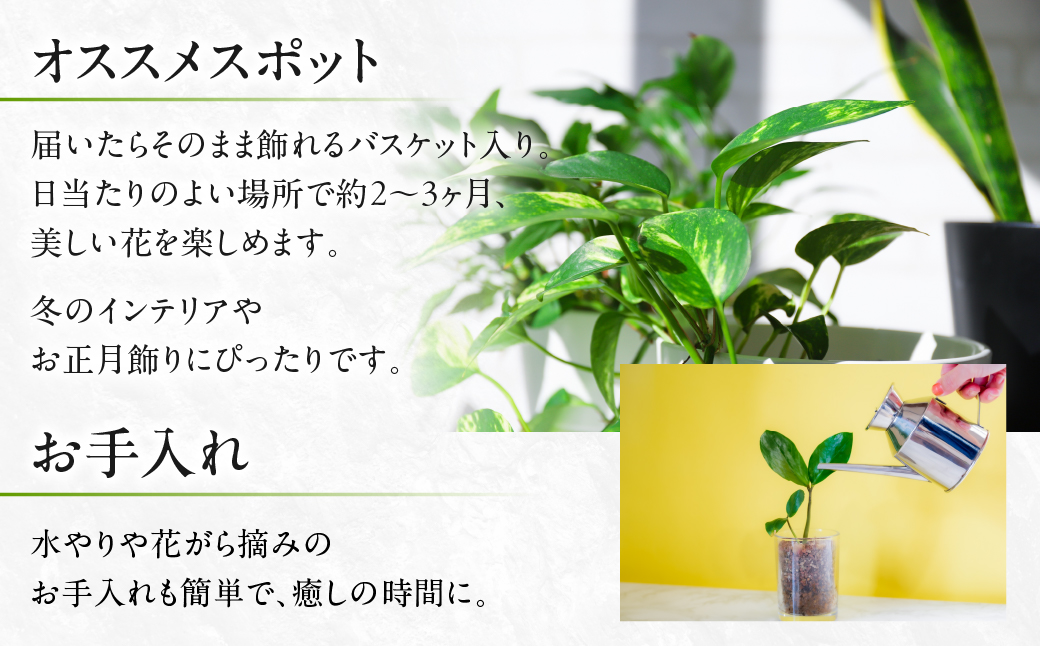 シクラメン ストロベリーフラッペ 観葉植物 植物 5号鉢 人気 おしゃれ かわいい 初心者 枯れにくい 育てやすい お手入れ 室内 大鉢 中型 インテリア リビング 玄関 寝室 キッチン オフィス プ